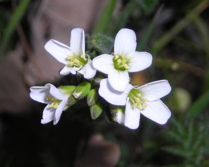 Crucifera da determinare